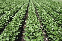 Pyro Yield for Agriculture